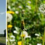 Courir avec des allergies saisonnières