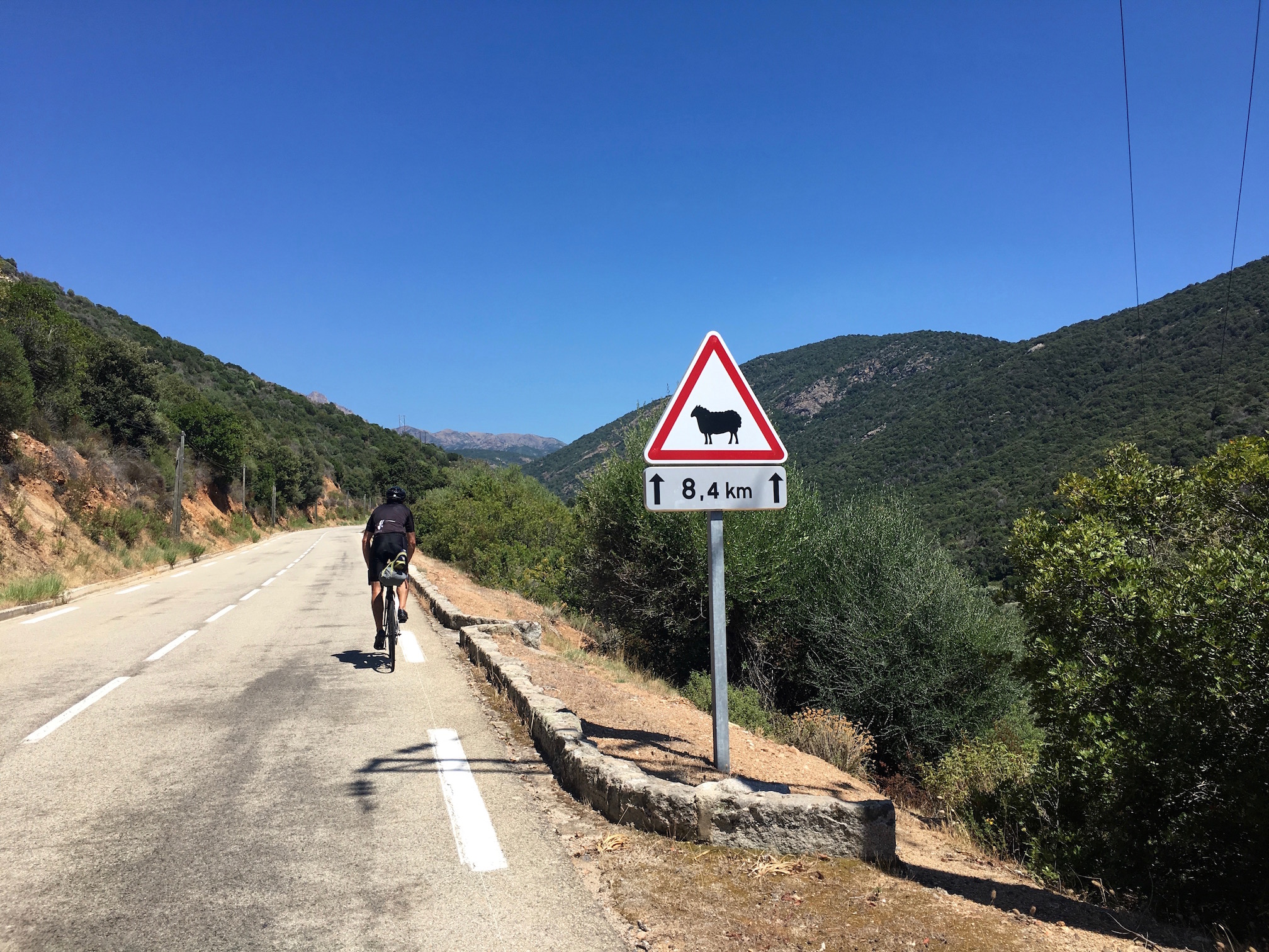 Corse à vélo avec panneau mouton